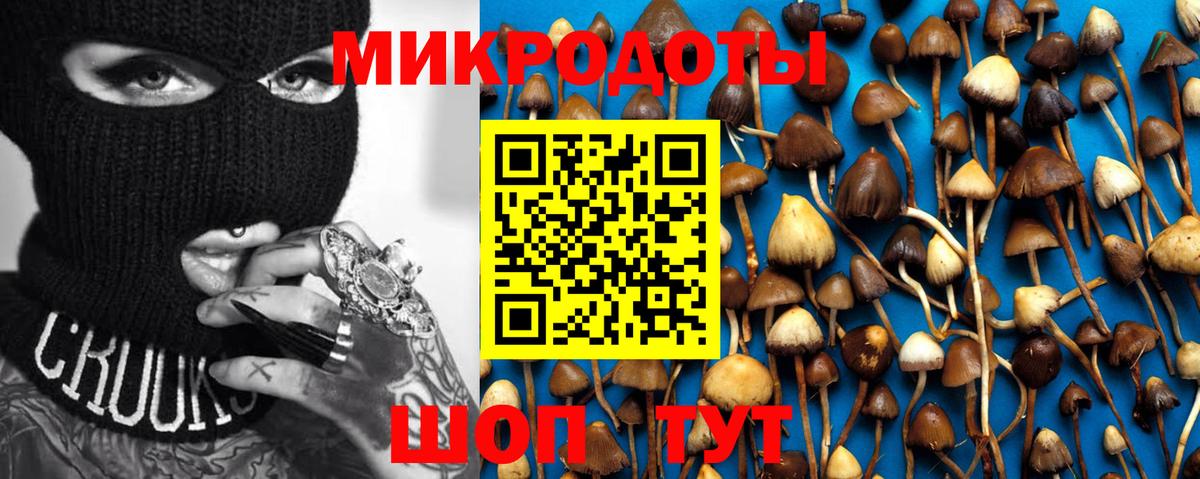 Псилоцибиновые грибы Psilocybine cubensis Михайловка
